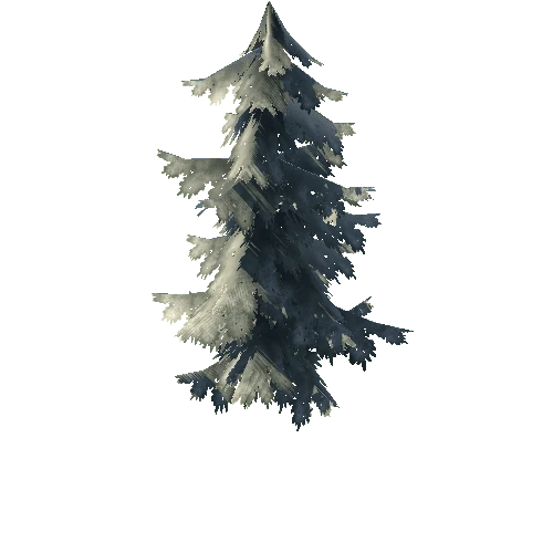 Pine Tree_03_Winter